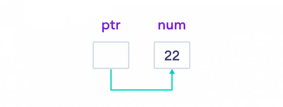 Assign address of a variable to the pointer The address of a regular variable is assigned to the pointer variable